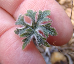 Pelargonium articulatum