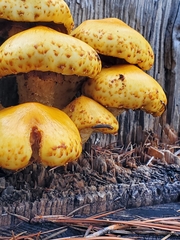 Pholiota adiposa