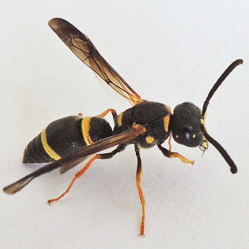 Perennial Mason Wasp