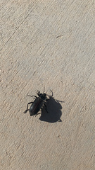 Eleodes suturalis