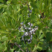 Northern Bayberry - Photo (c) Marv Elliott, some rights reserved (CC BY-NC), uploaded by Marv Elliott