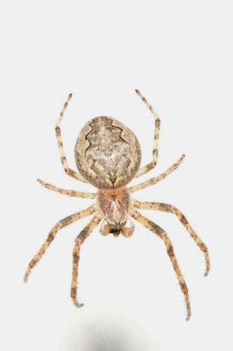 Larinioides ixobolus