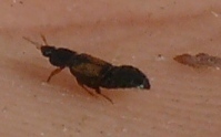 Phloeonomus