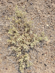 Atriplex gardneri