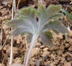 Pelargonium articulatum