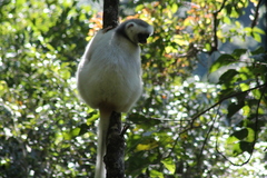 Propithecus candidus