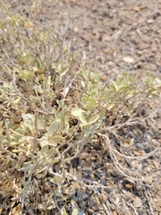 Atriplex gardneri