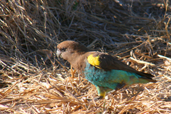 Poicephalus meyeri damarensis