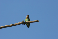 Poicephalus meyeri damarensis