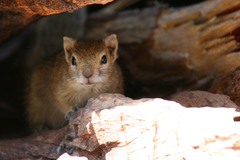 Paraxerus cepapi chobiensis