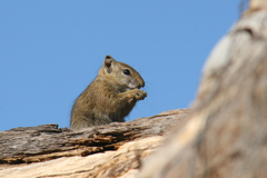 Paraxerus cepapi chobiensis