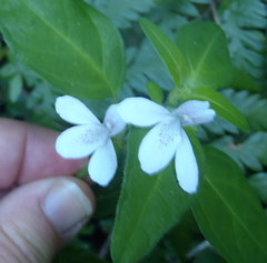 Justicia tubulosa late-ovata