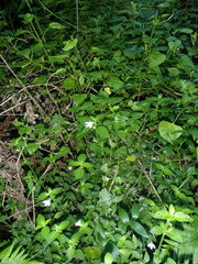 Justicia tubulosa late-ovata