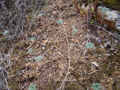 Pelargonium articulatum