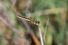 Urothemis edwardsii