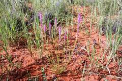Hermbstaedtia fleckii
