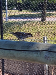 Passer domesticus