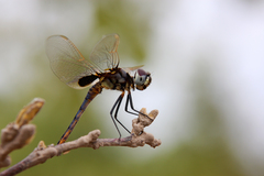 Urothemis edwardsii