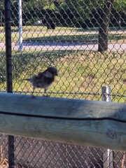Passer domesticus