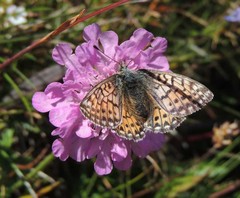 Boloria napaea