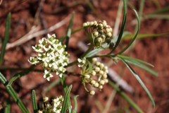 Xysmalobium involucratum