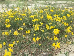 Lotus stepposus