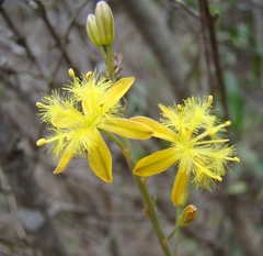 Bulbine cepacea