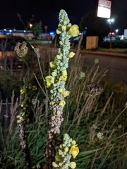 Verbascum