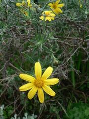 Osteospermum spinosum