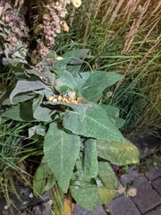 Verbascum
