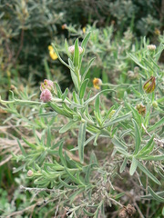 Osteospermum spinosum