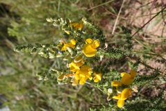 Aspalathus chortophila