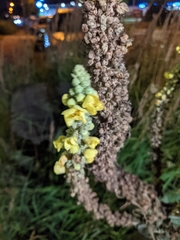 Verbascum