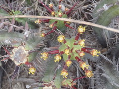 Euphorbia heptagona