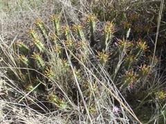 Euphorbia heptagona