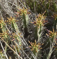 Euphorbia heptagona