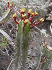 Euphorbia heptagona