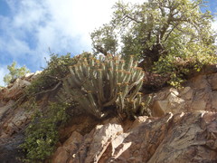 Euphorbia heptagona