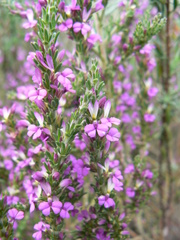 Muraltia macropetala