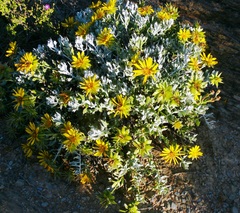 Berkheya cuneata