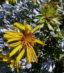 Berkheya cuneata
