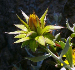 Berkheya cuneata