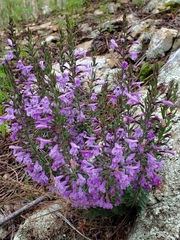 Hedeoma hyssopifolia