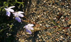 Moraea bipartita