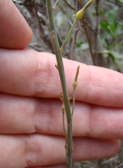 Bulbine cepacea