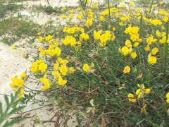 Lotus stepposus