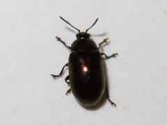 Phratora laticollis