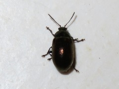 Phratora laticollis