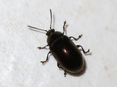 Phratora laticollis