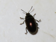 Phratora laticollis